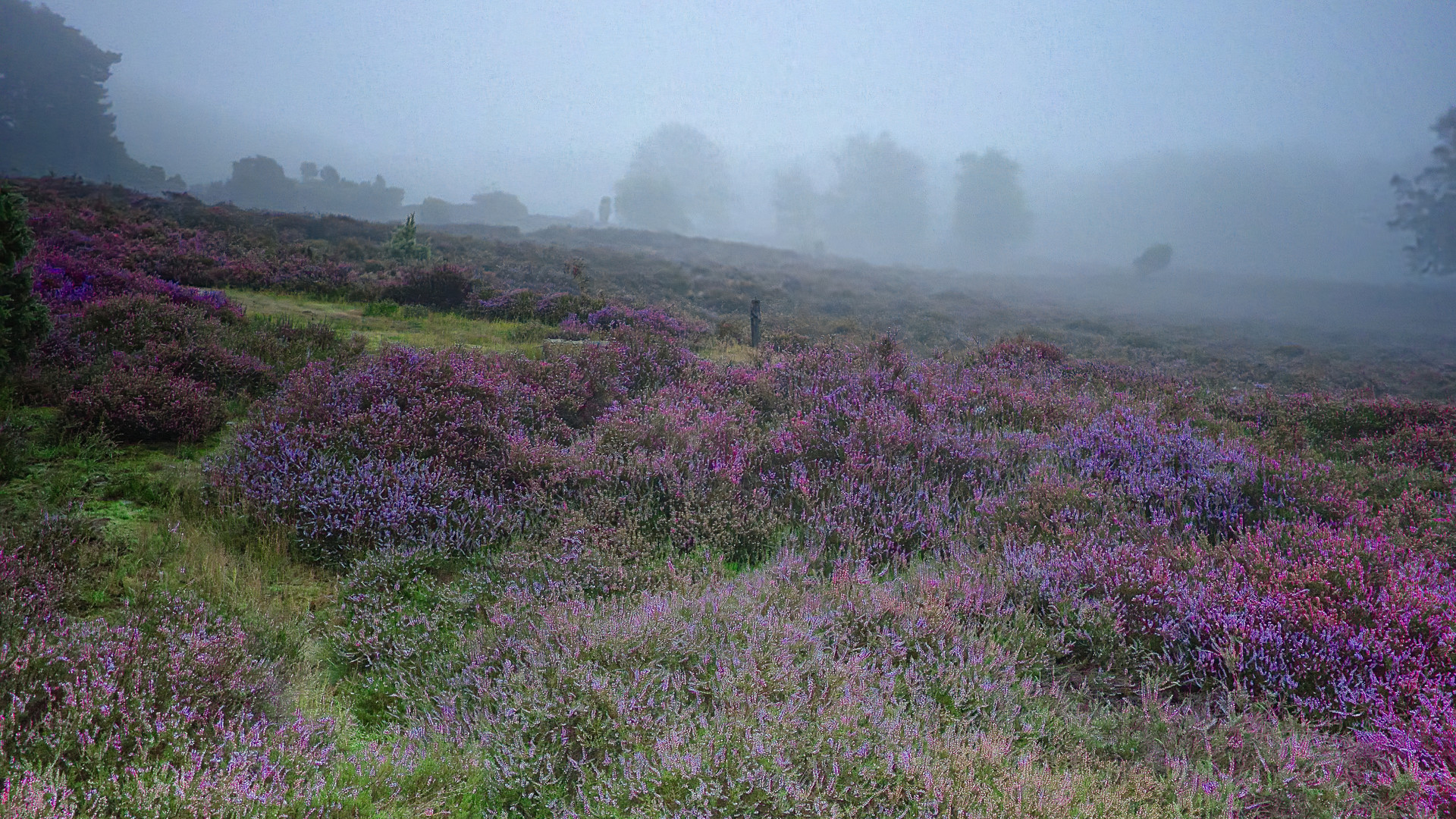 Westruper Heide