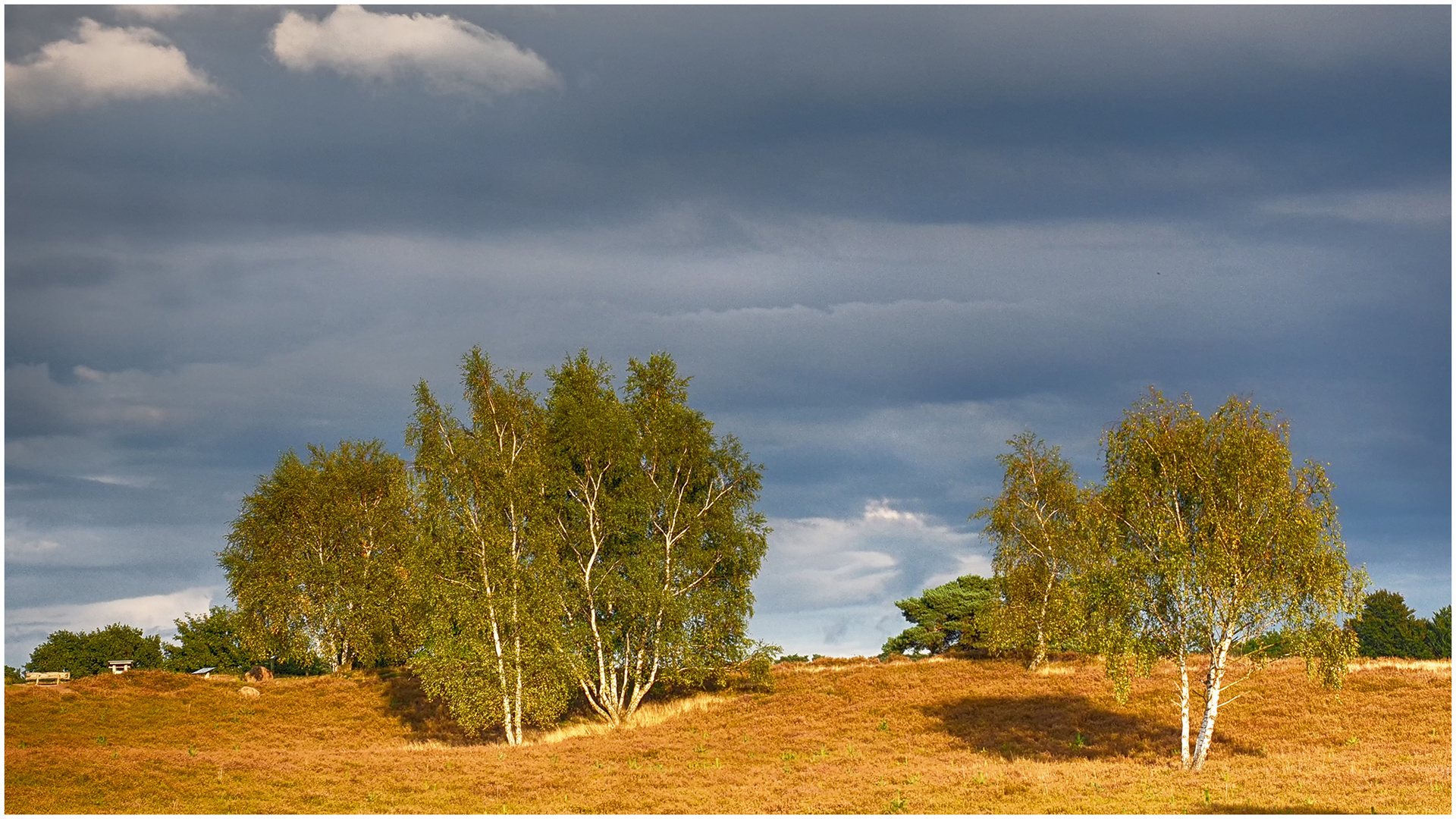 Westruper Heide