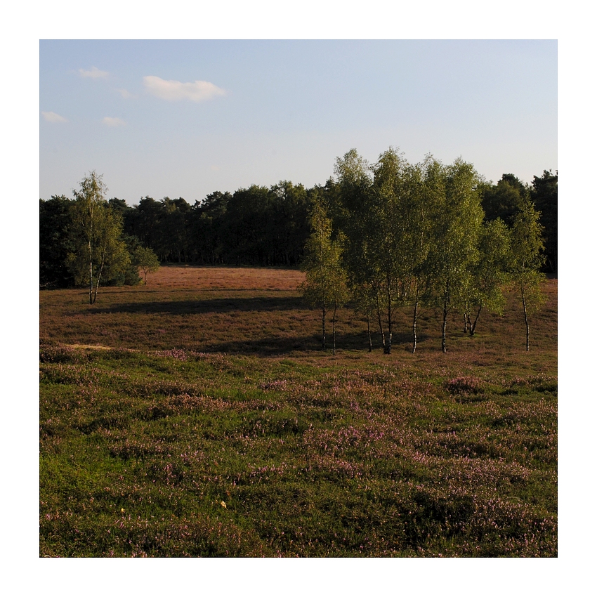 Westruper Heide (1)