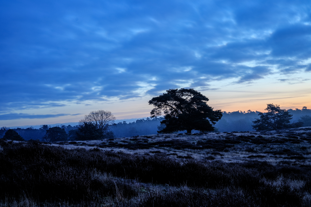 Westruper Heide