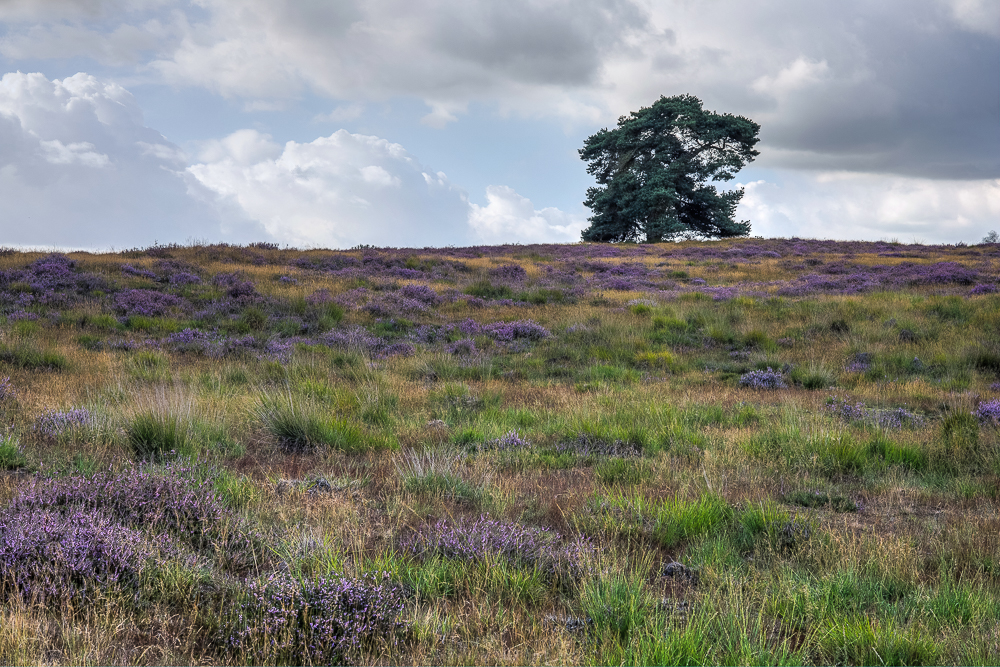 Westruper Heide