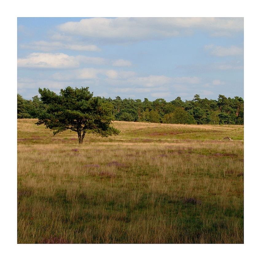 Westruper Heide (2)