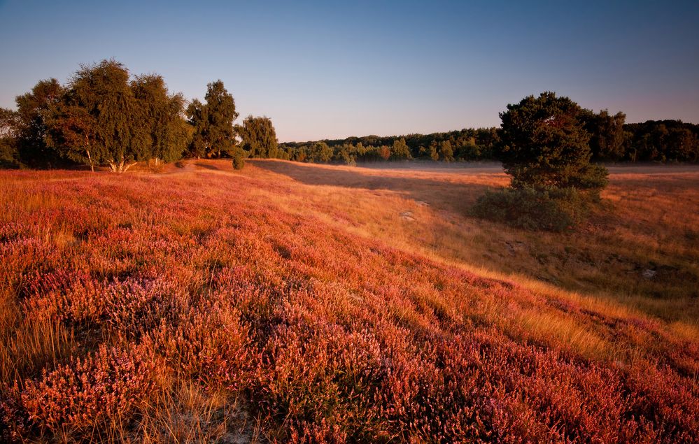 Westruper Heide 2