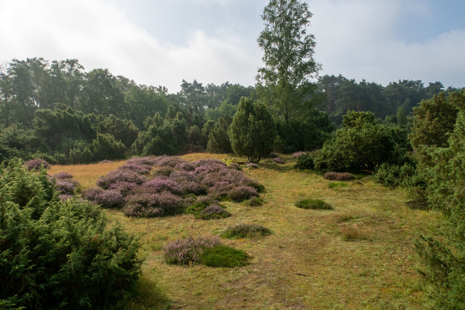 Westruper Heide 2