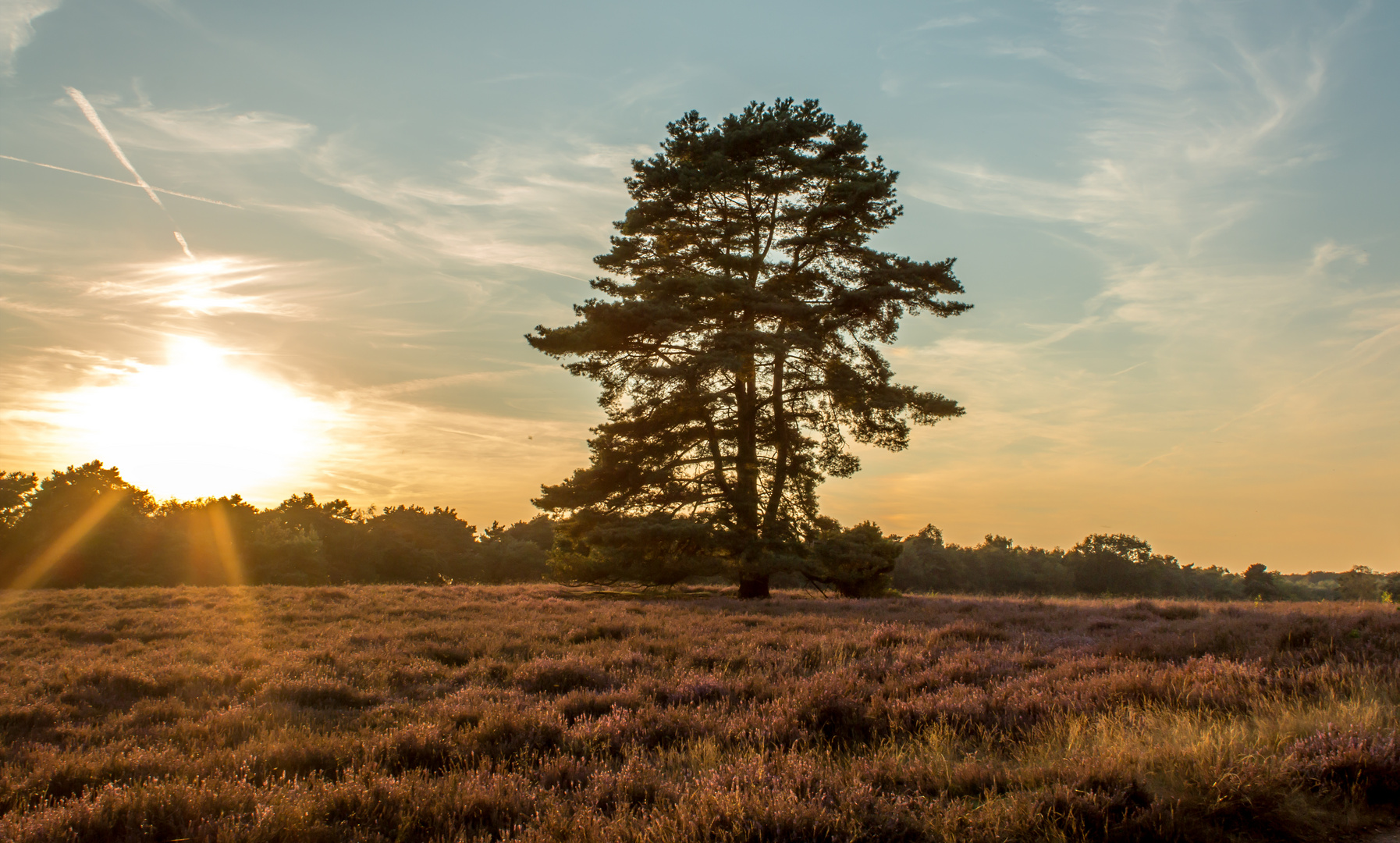 Westruper Heide