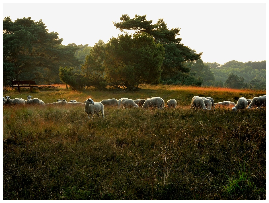 Westruper Heide (4)