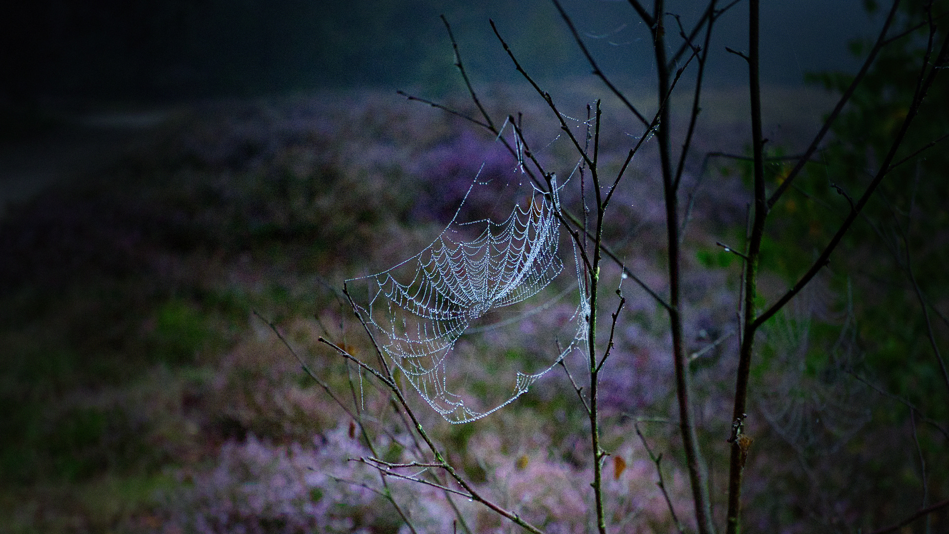 Westruper Heide