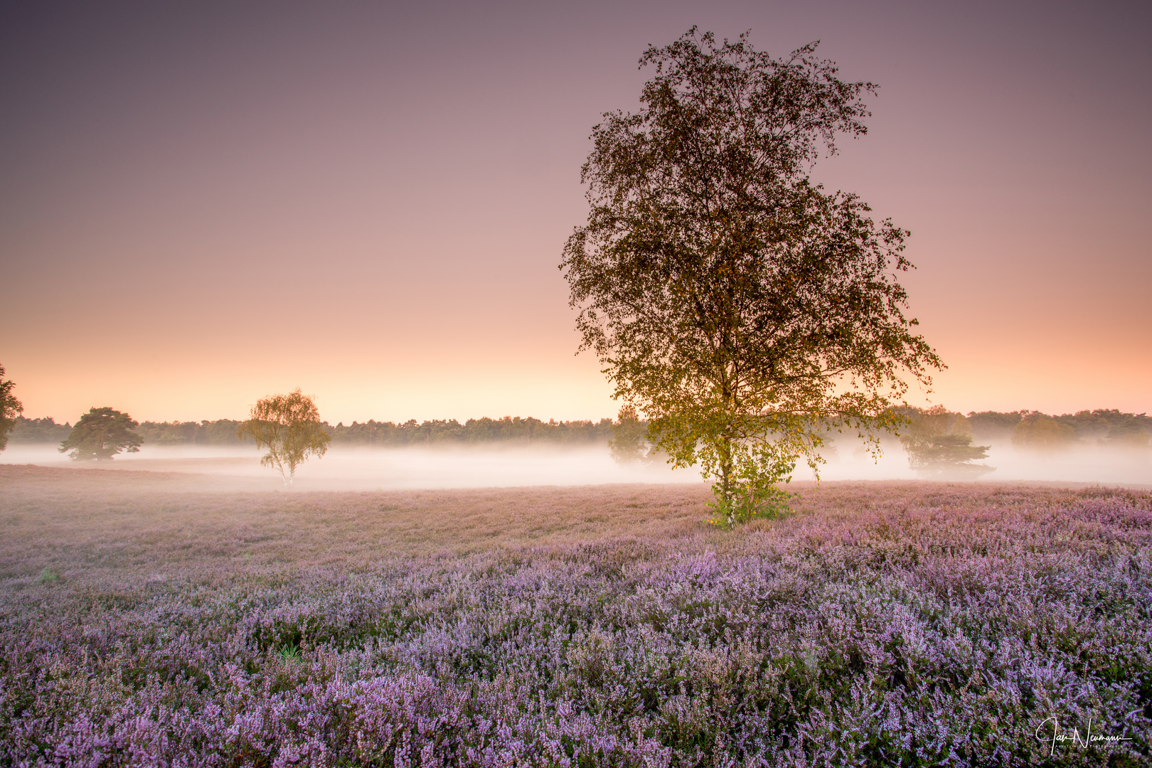 Westruper Heide