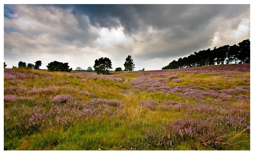 Westruper Heide