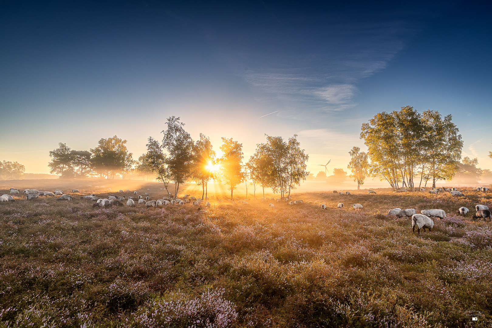 Westruper Heide