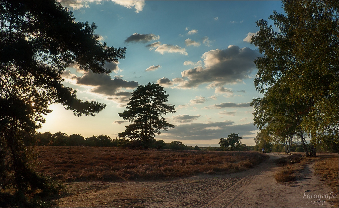 Westruper Heide