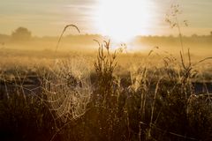 Westruper Heide