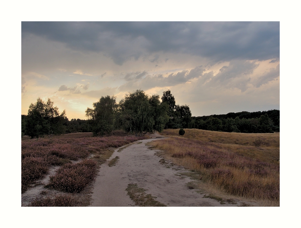 Westruper Heide (5)