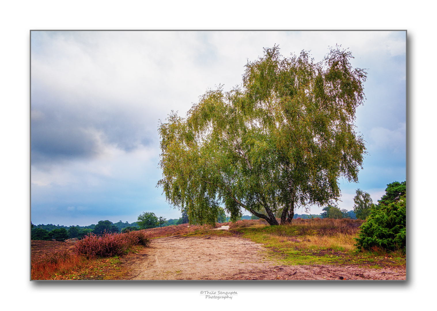 Westruper Heide