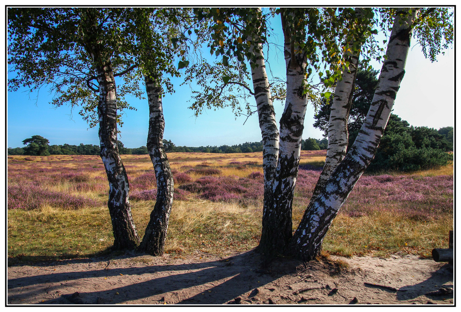 Westruper Heide