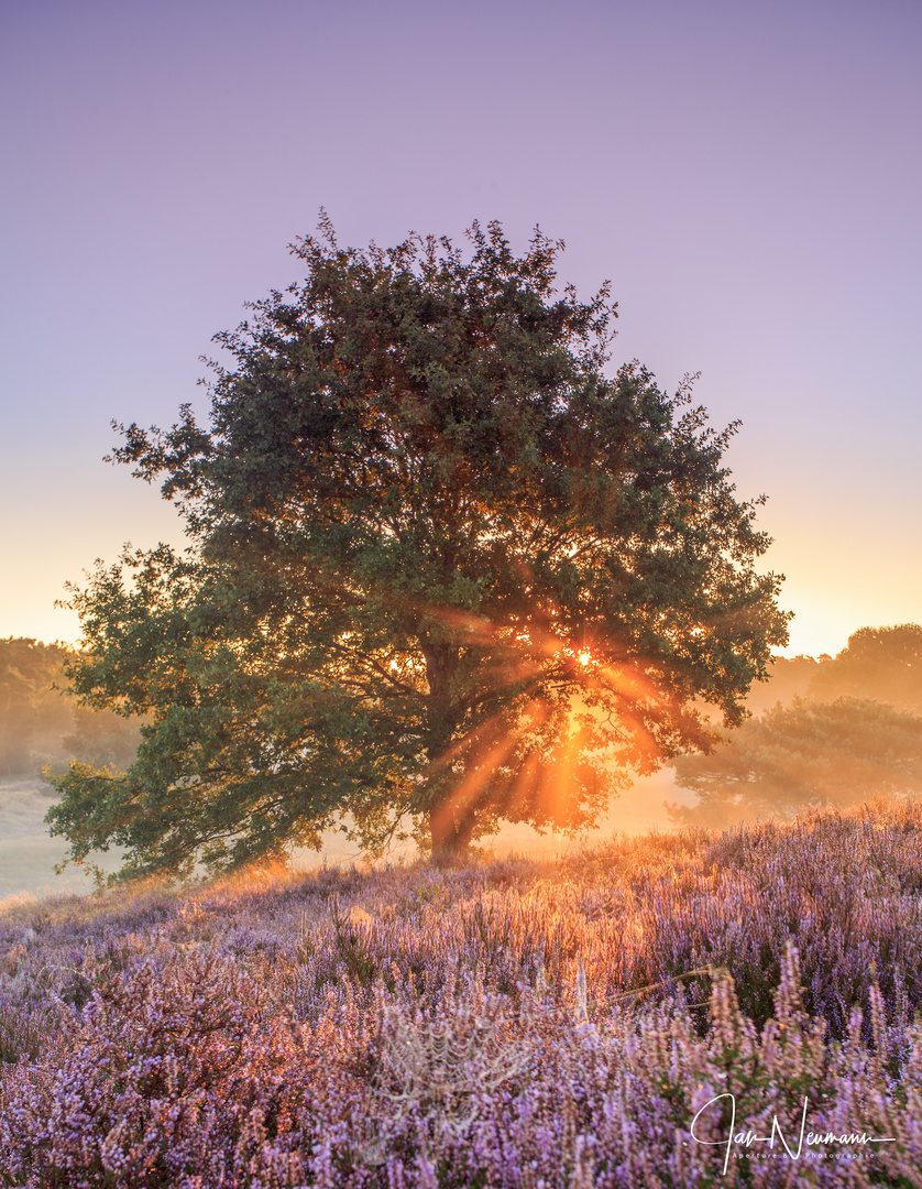 Westruper Heide