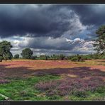 « Westruper Heide »