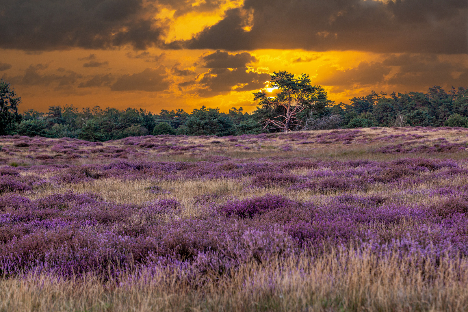 Westruper Heide