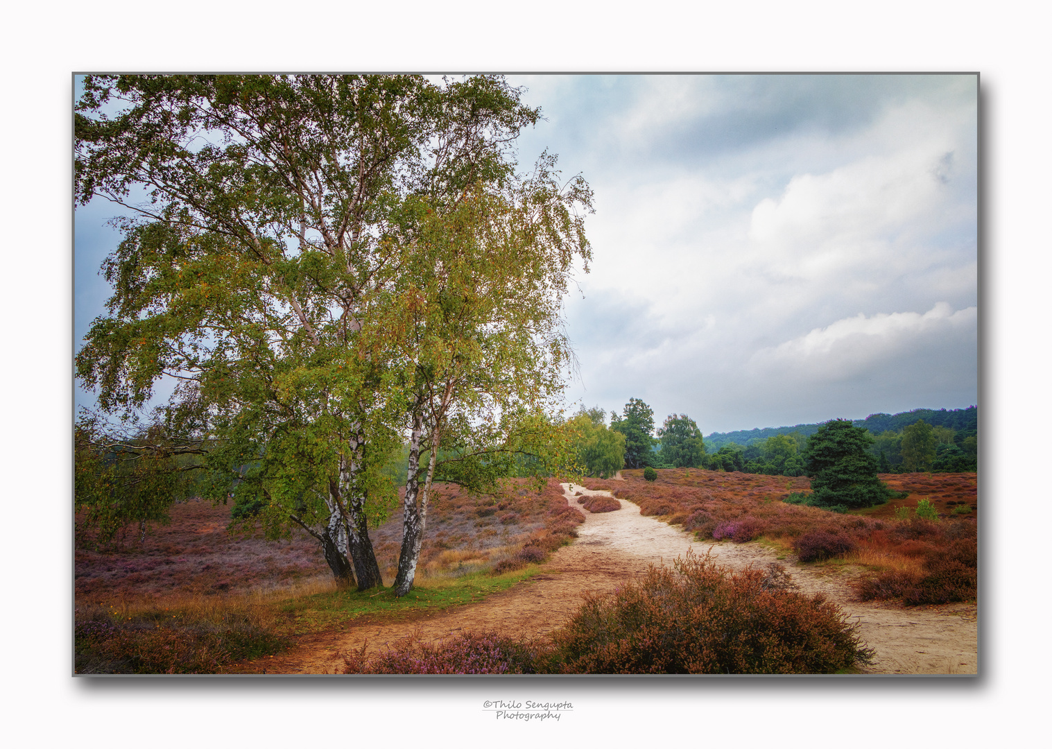 Westruper Heide