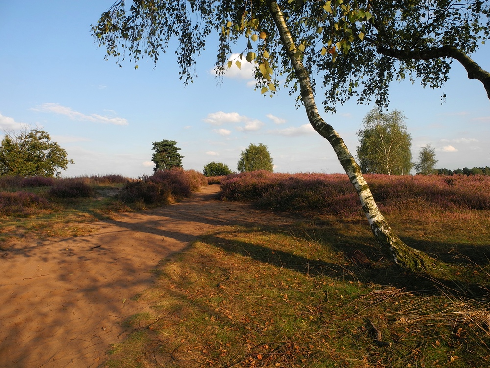 Westruper Heide (7)