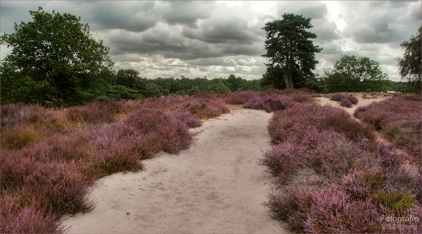 Westruper Heide