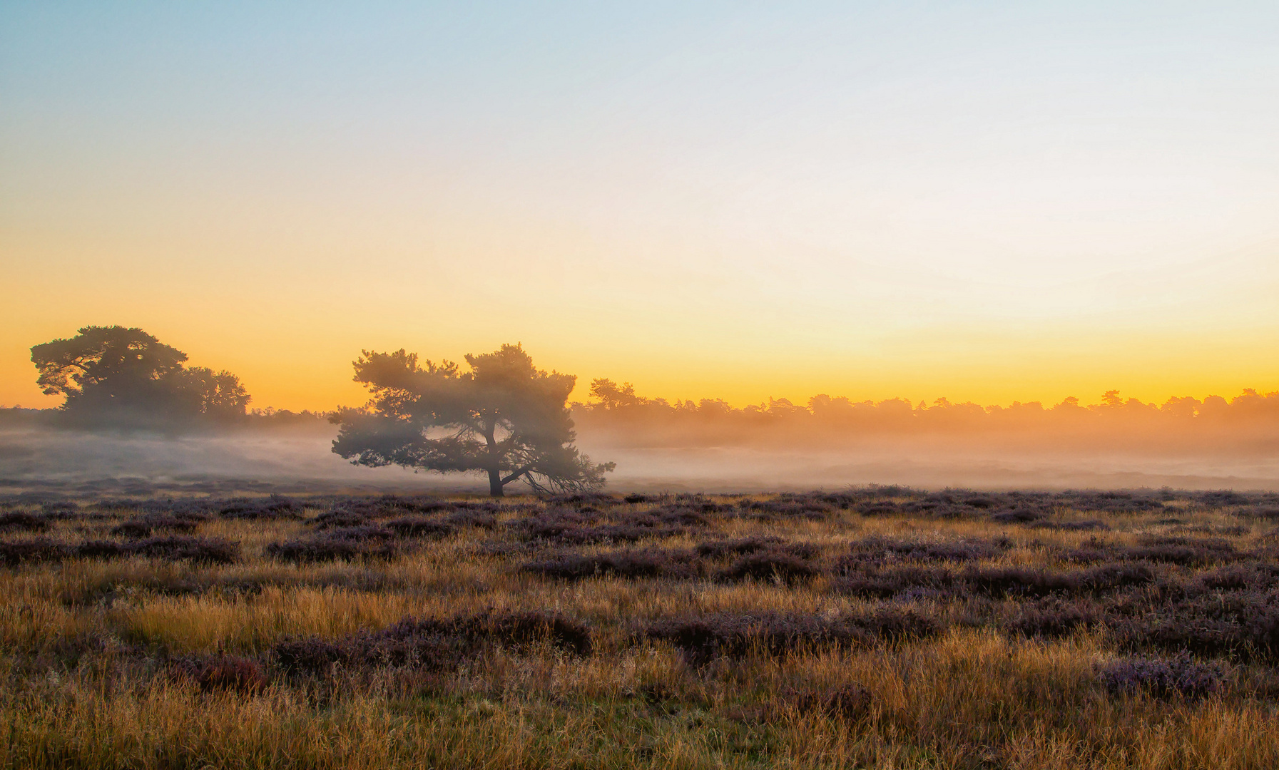 Westruper Heide