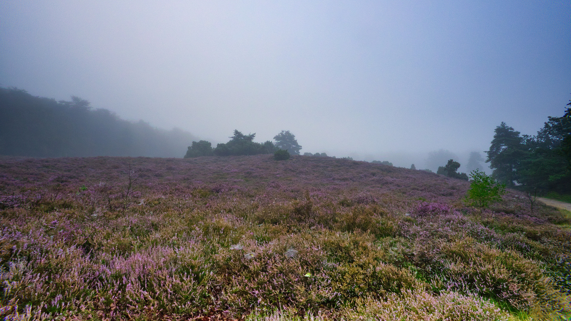 Westruper Heide