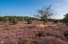 Westruper Heide