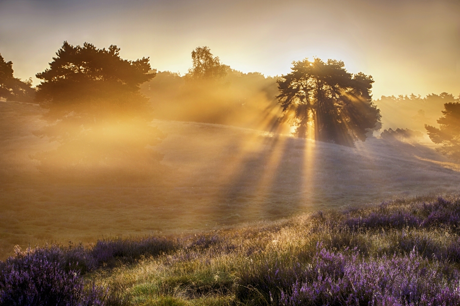 Westruper Heide