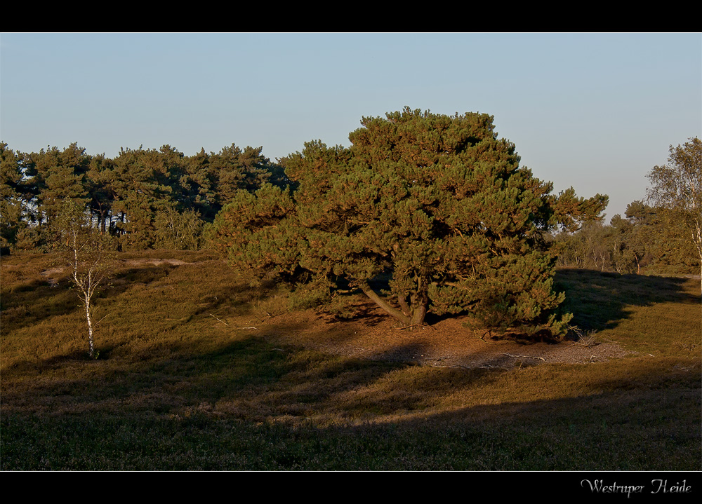 Westruper Heide