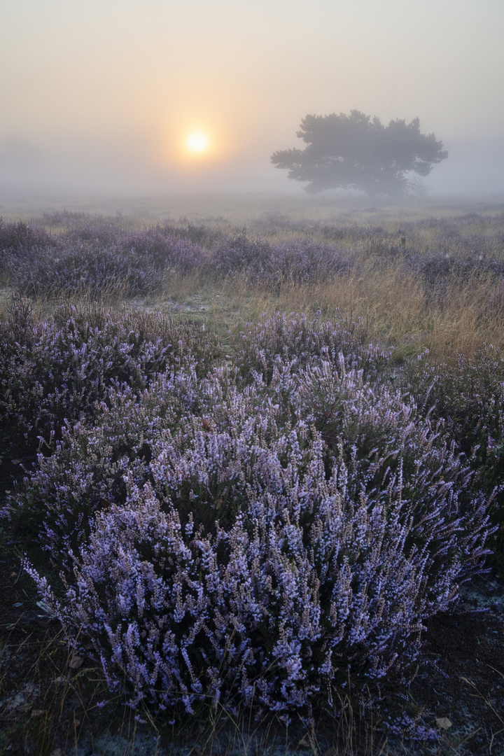 Westruper Heide 