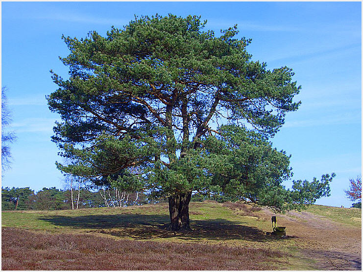 Westruper Heide