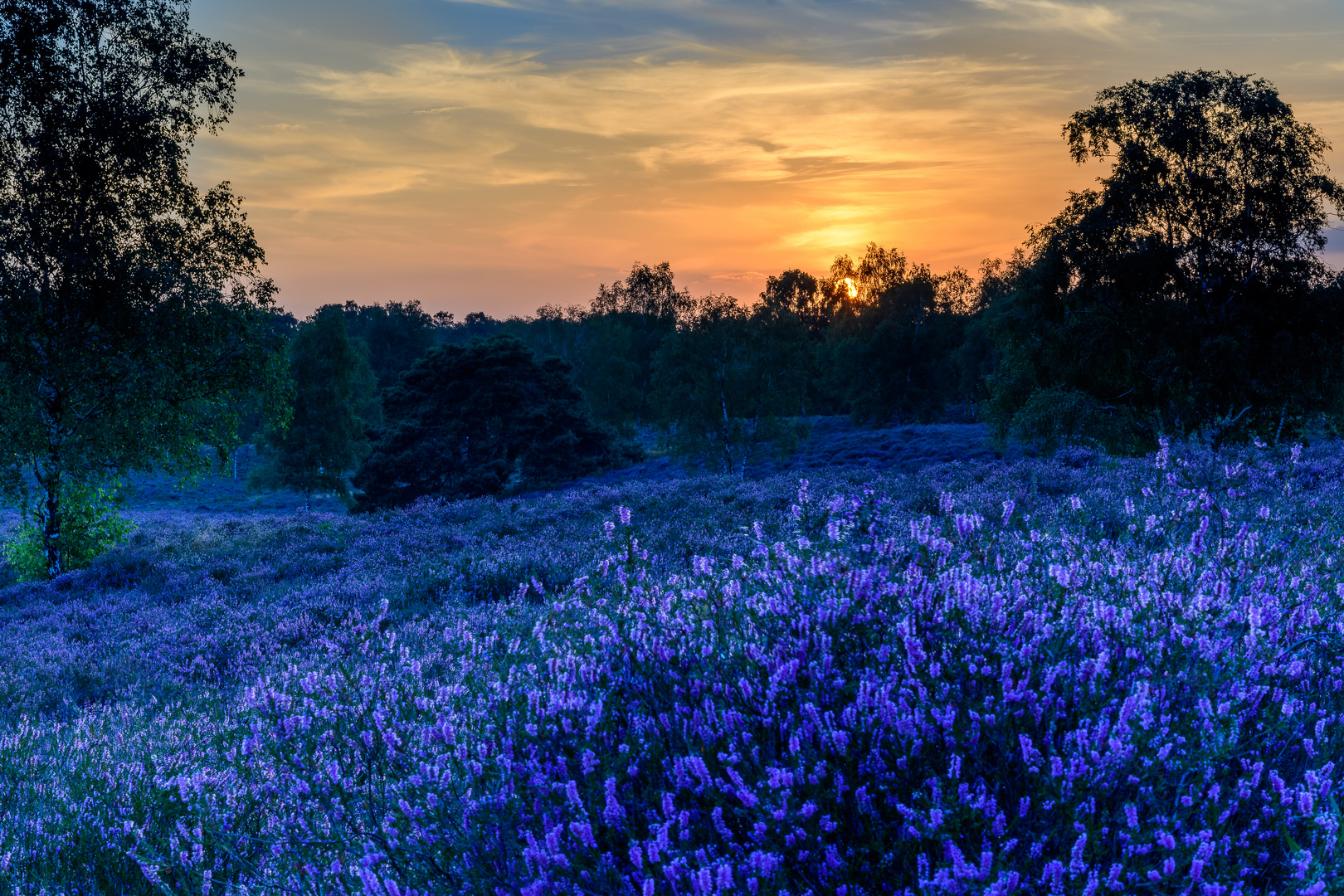 Westruper Heide