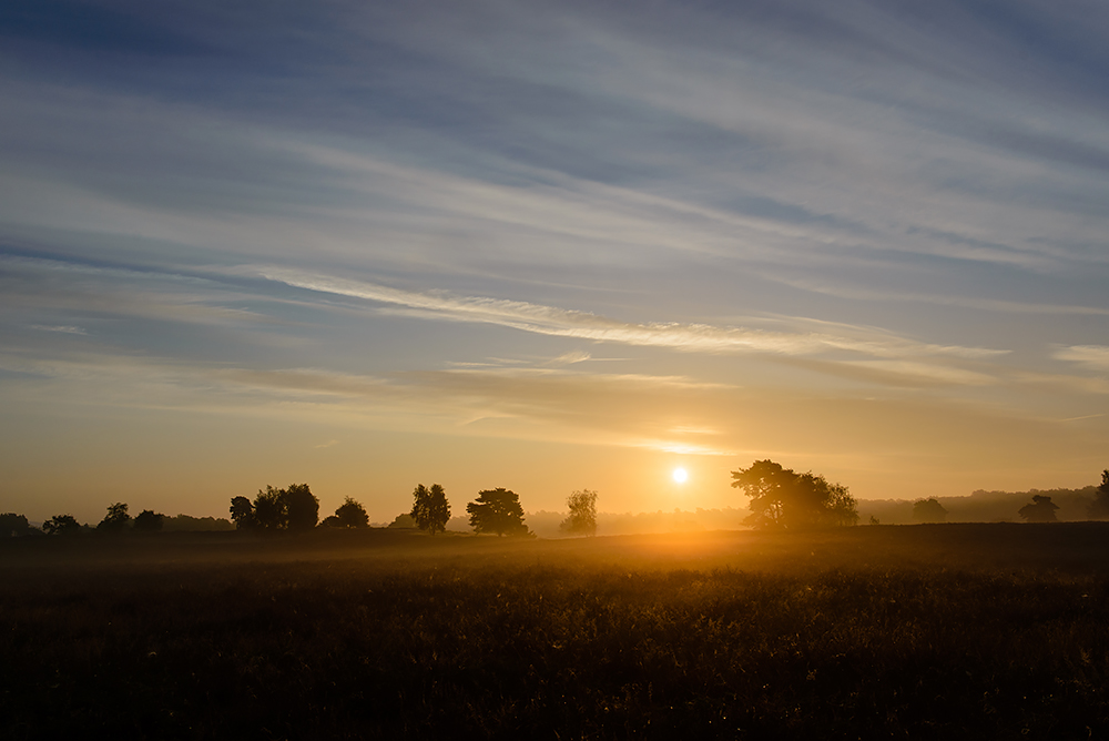 Westruper Heide