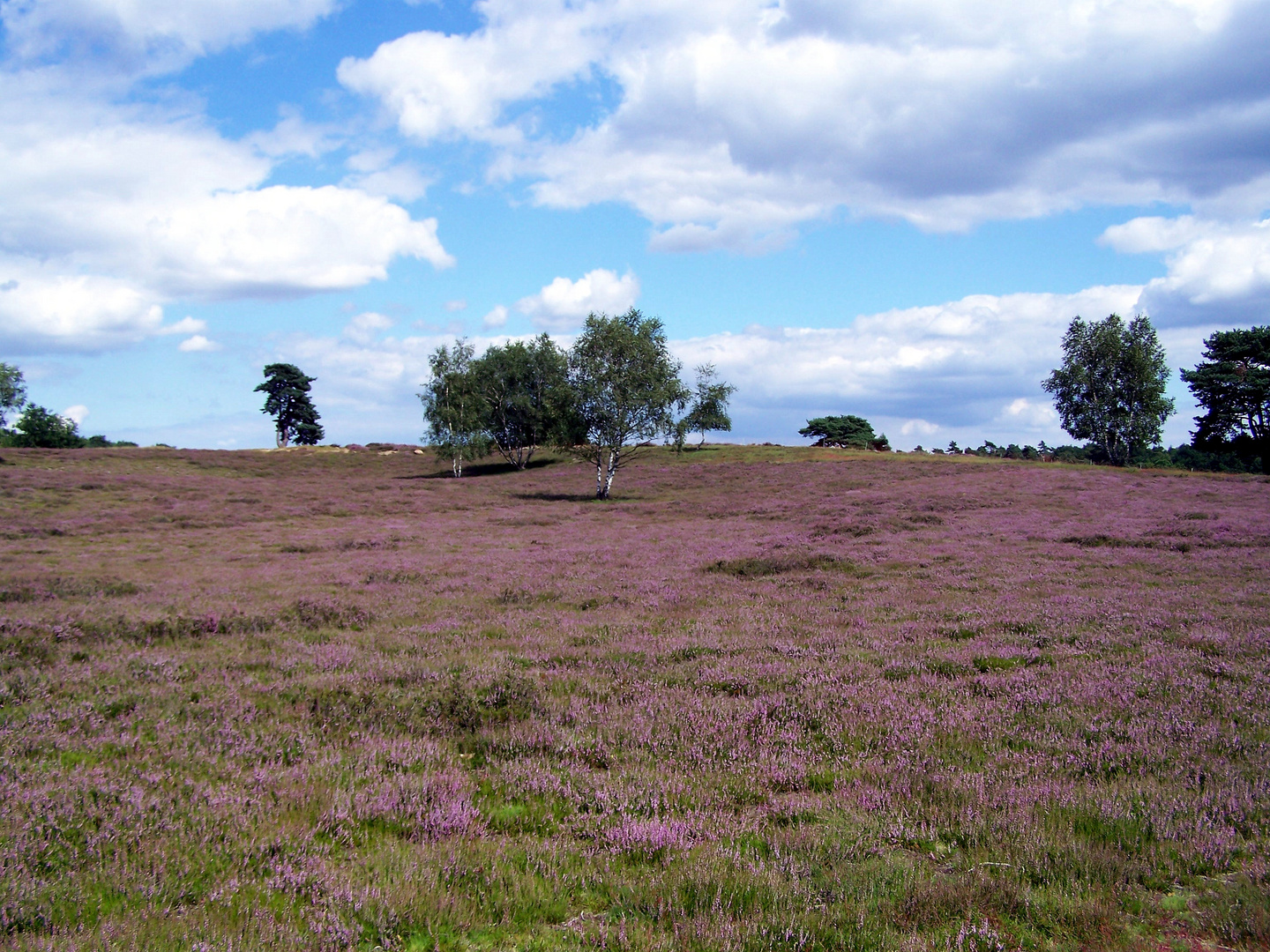 Westruper Heide