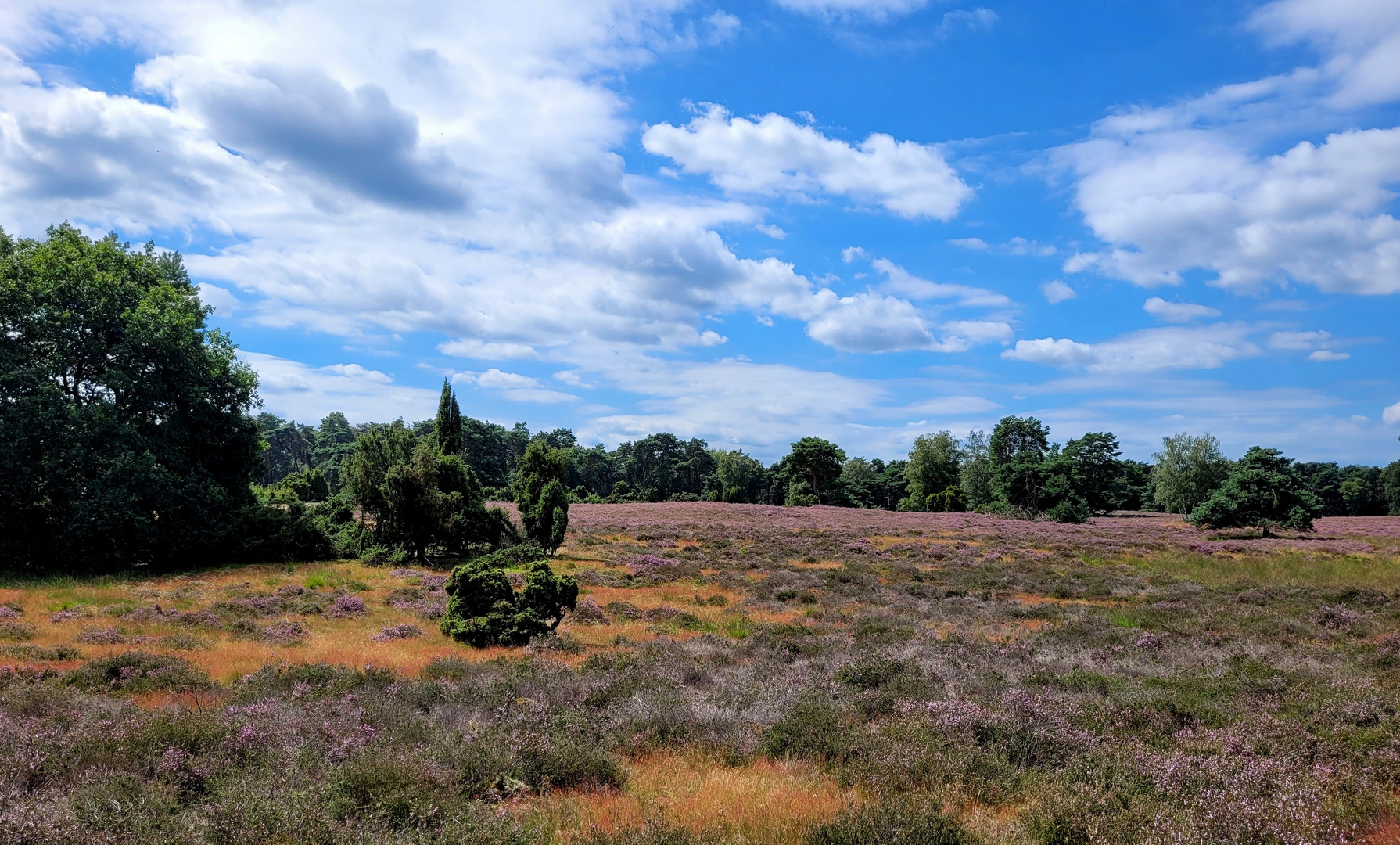 Westruper Heide