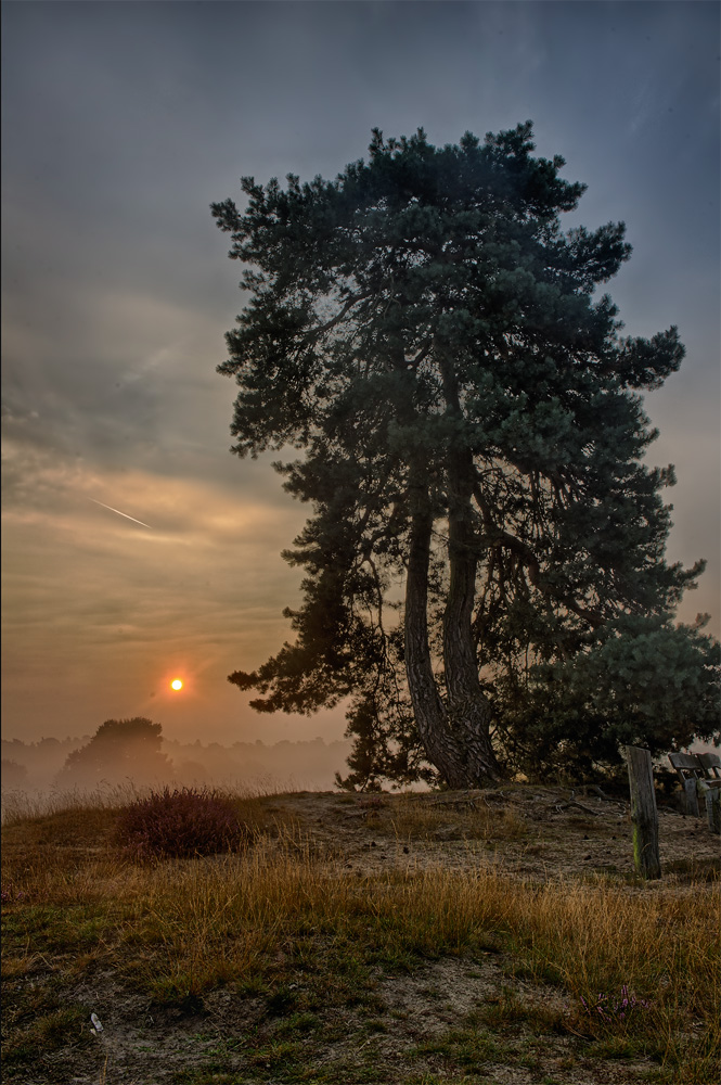 Westruper Heide am frühen Morgen