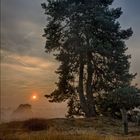 Westruper Heide am frühen Morgen