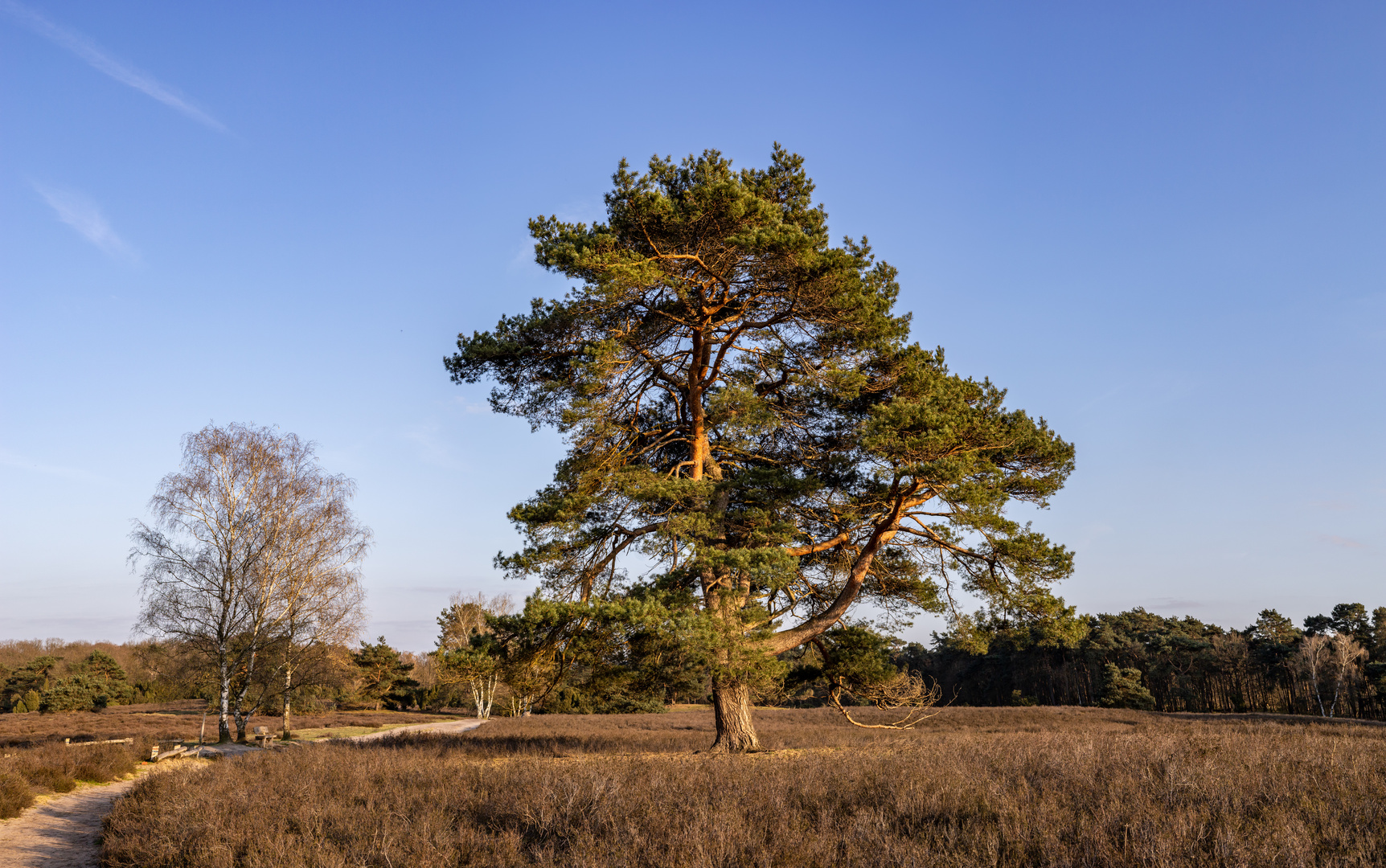 Westruper Heide