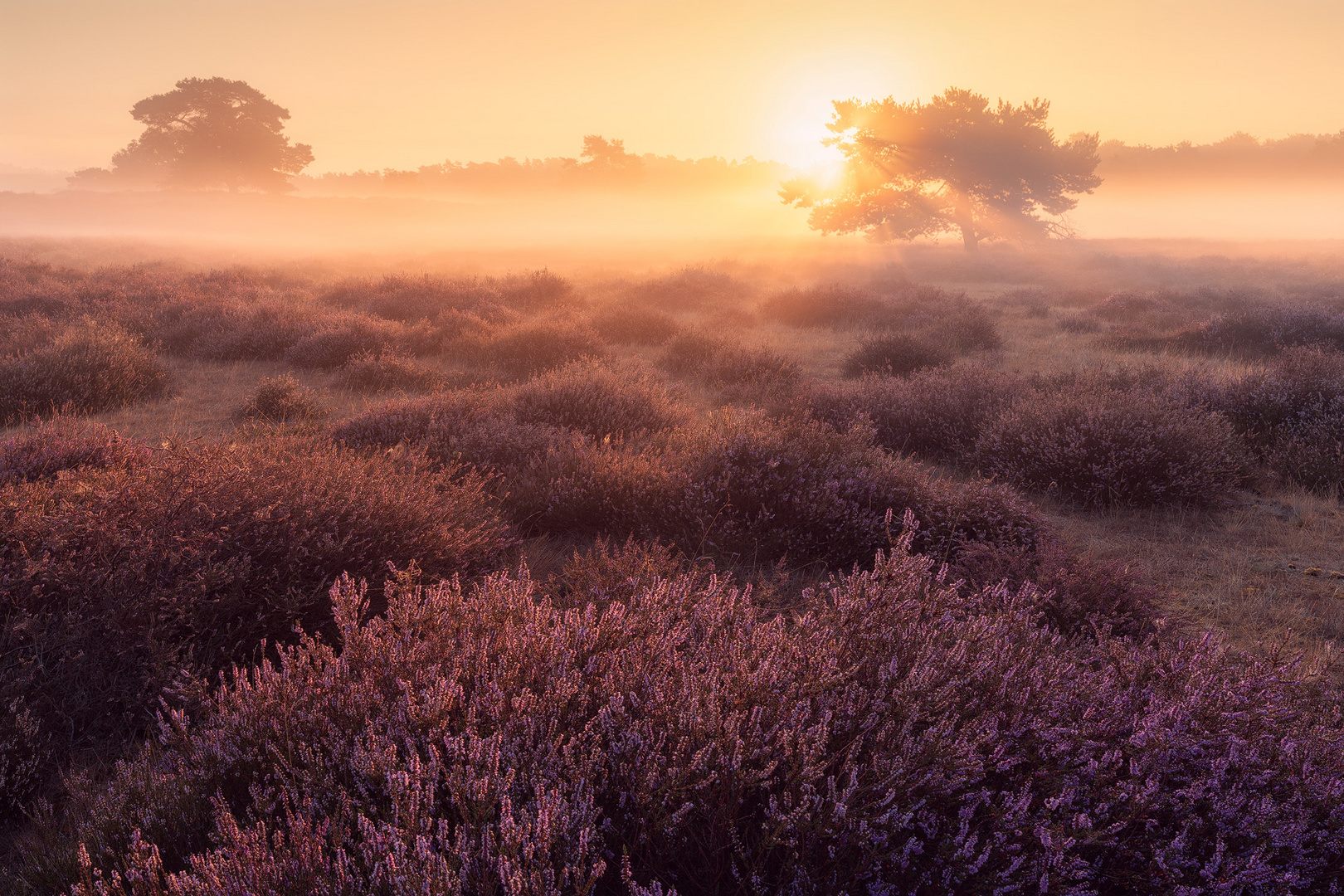 Westruper Heide