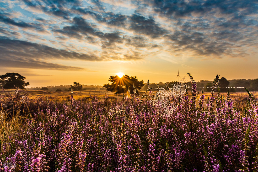 Westruper Heide