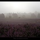 Westruper Heide bei Haltern am See 26.08.2007 8Uhr30