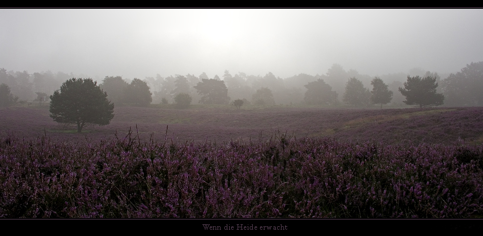 Westruper Heide bei Haltern am See 26.08.2007 8Uhr30