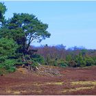 Westruper Heide bei Haltern am See