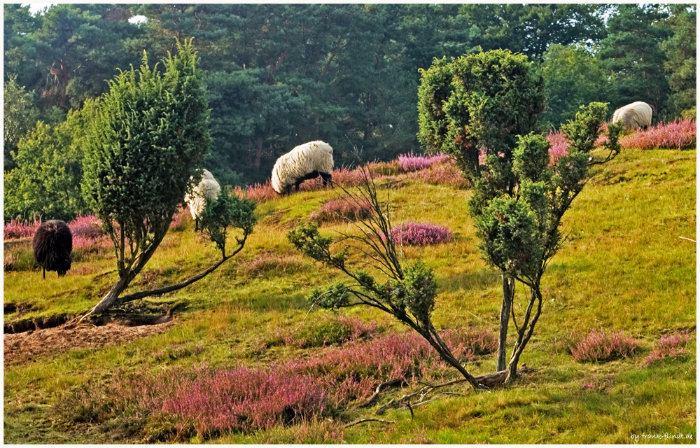 Westruper Heide bei Haltern....