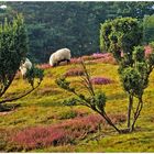 Westruper Heide bei Haltern....