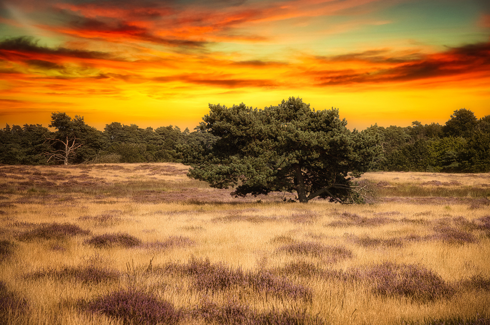 Westruper Heide bei Sonnenuntergang 