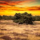 Westruper Heide bei Sonnenuntergang 