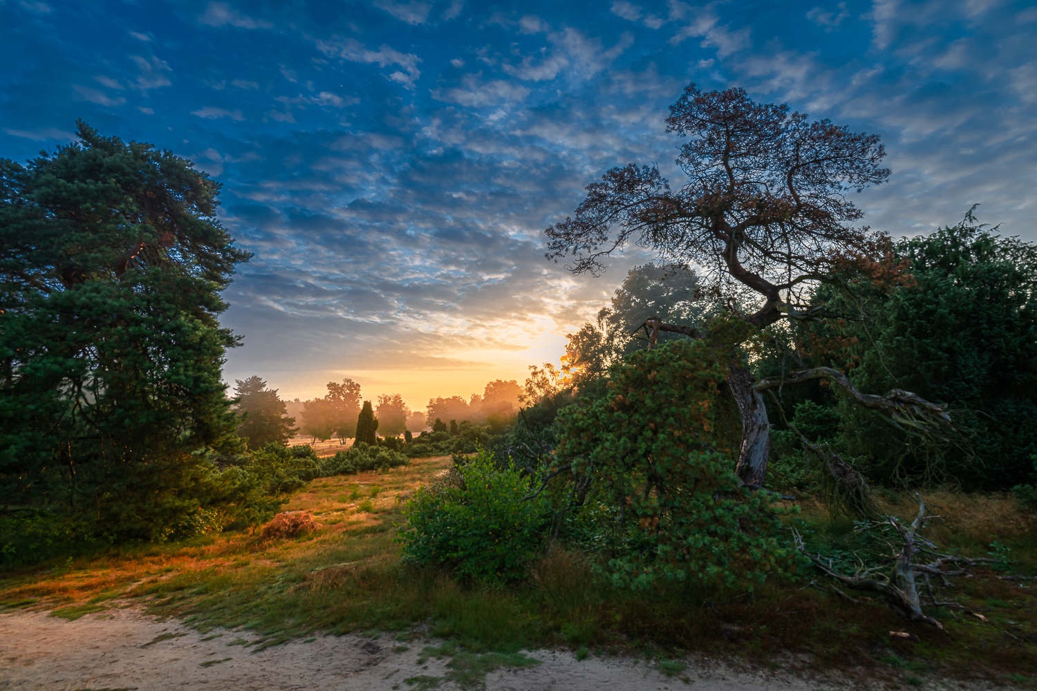 Westruper Heide - blaue Stunde