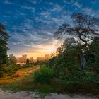 Westruper Heide - blaue Stunde